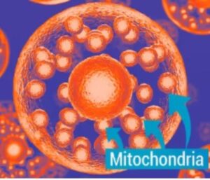 Mitolyn Review Does This Metabolism Support Supplement Really Work in 2026_MITOCHONDRIA