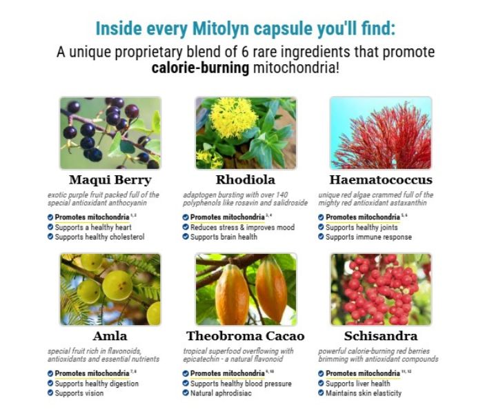 Mitolyn Review Does This Metabolism Support Supplement Really Work in 2026_natural ingredients